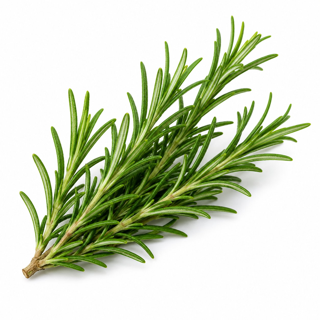 Rosemary